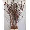 CHAENOMELES JAPONICA RED 140CM