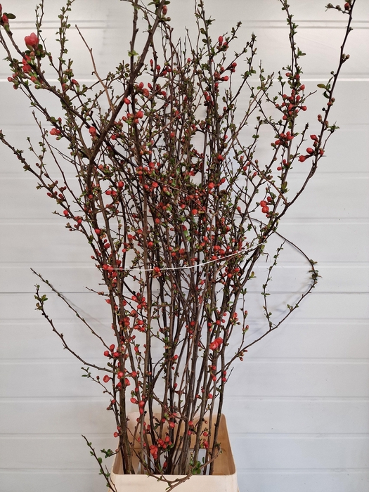 CHAENOMELES JAPONICA RED 140CM
