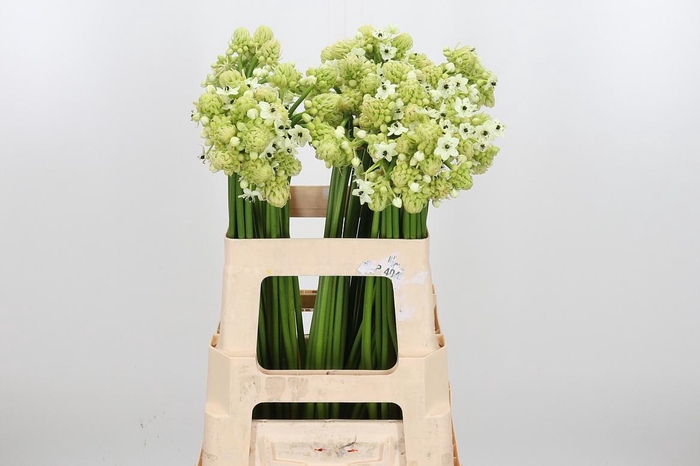 <h4>Ornithogalum Saundersiae</h4>