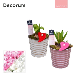 Hyacint Lucia HL19884 [TENDER]