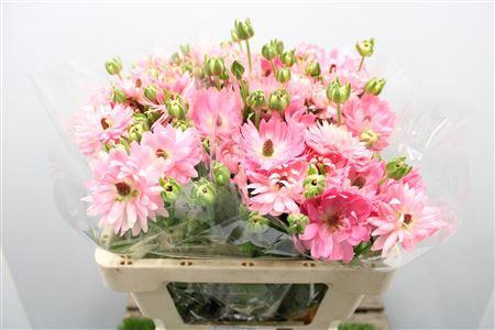 <h4>Ranunculus Moderna Venus</h4>