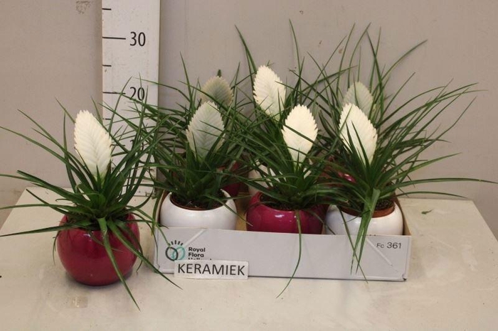 <h4>TILL CY BIANCINI</h4>