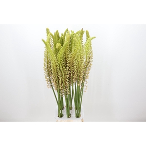 Eremurus Romance
