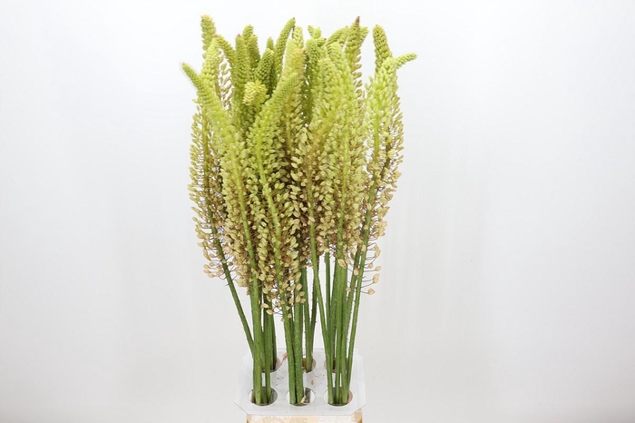 <h4>Eremurus Romance</h4>