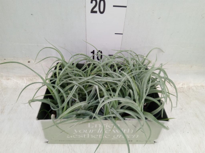 <h4>Tillandsia</h4>