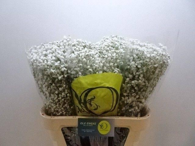 <h4>Gyps Pa Xlence</h4>