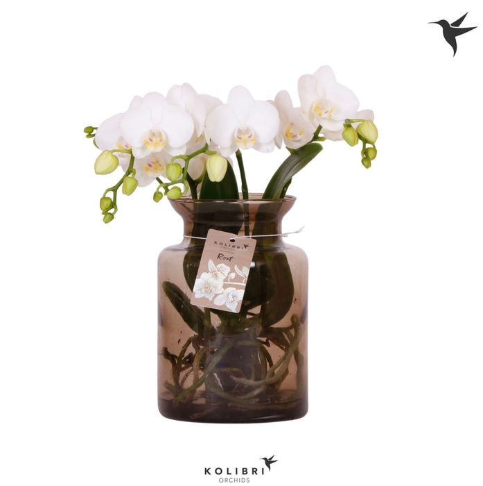 <h4>Phalaenopsis wit meer takken</h4>