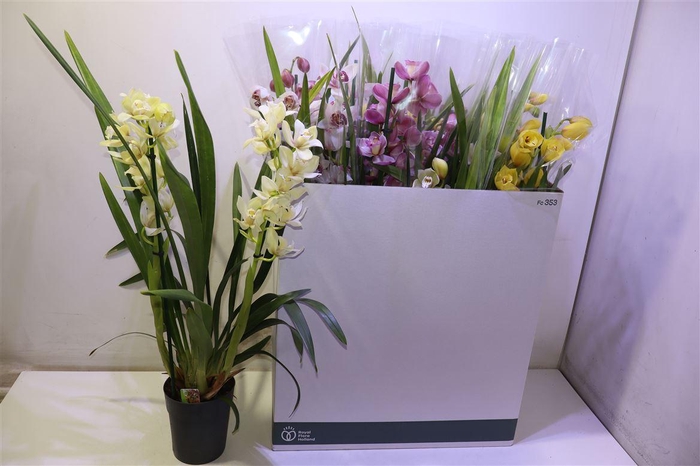 <h4>Cymb Gemengd</h4>