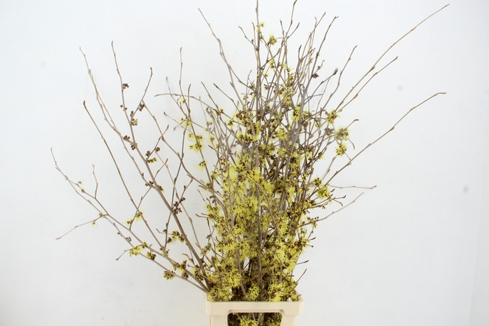 <h4>HAMA PALLIDA 130CM</h4>