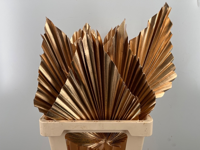 <h4>DROOGBL BEWERKT H%</h4>