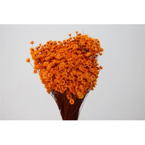 Dried Glixia Orange Bunch