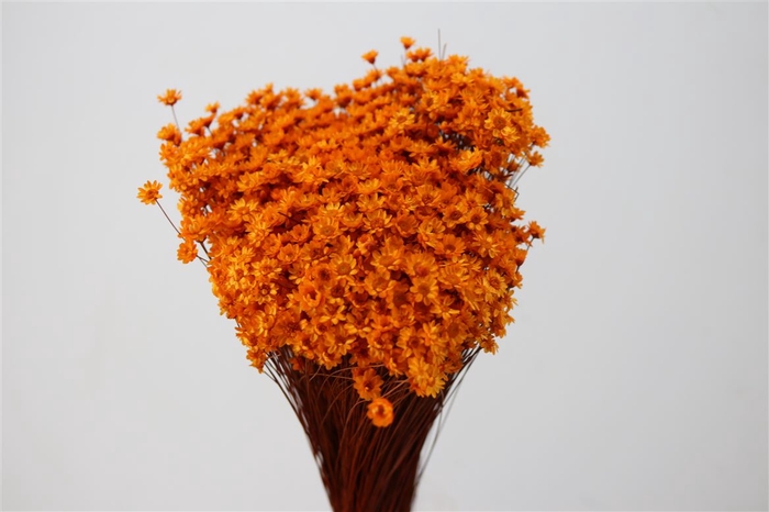 <h4>Dried Glixia Orange Bunch</h4>
