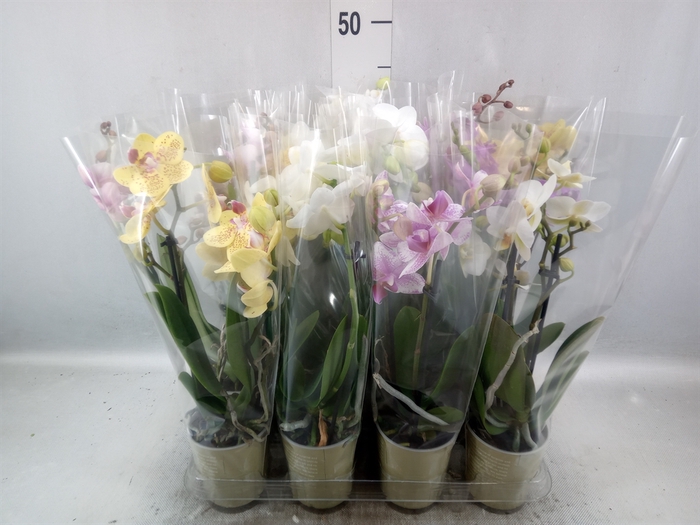 <h4>Phalaenopsis   ...mix</h4>