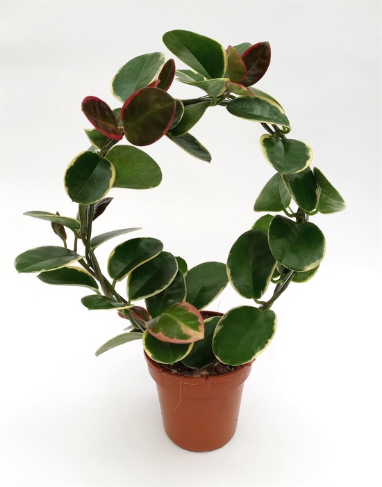 <h4>Hoya australis 'Blondie'</h4>