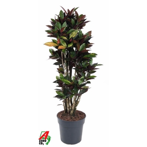 Codiaeum Mrs Iceton vertakt P31