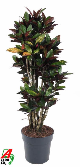 <h4>Codiaeum Mrs Iceton vertakt P31</h4>