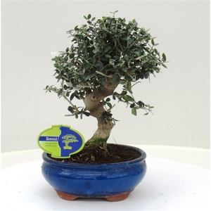 Olea sylvestris, pot 18cm.