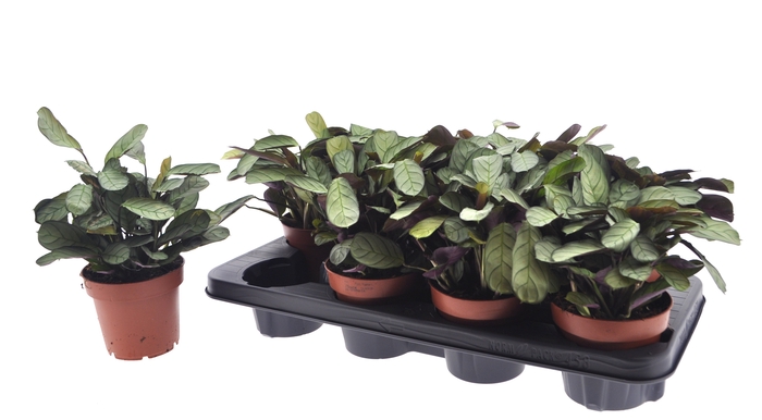 <h4>CTENANTHE AMAGRIS</h4>