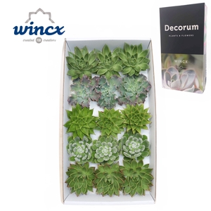 Echeveria Green Mix (wincx) Cutfl (5 Spcs) Wincx-1