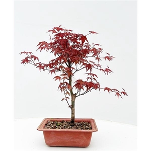 Acer palmatum 'Deshojo', in 16cm trainingspot.