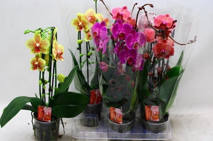 <h4>PHAL EL CASCADE</h4>