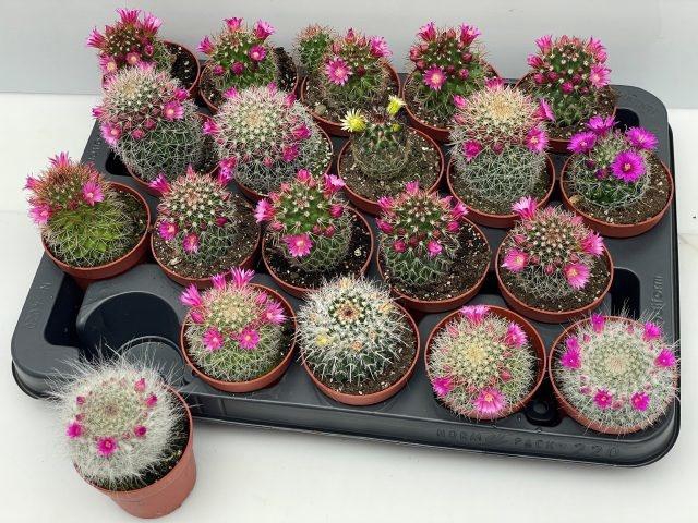 <h4>CACTUS BLOEIEND</h4>