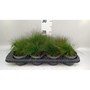 Festuca ovina