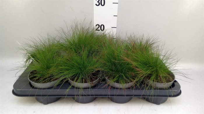 <h4>Festuca ovina</h4>