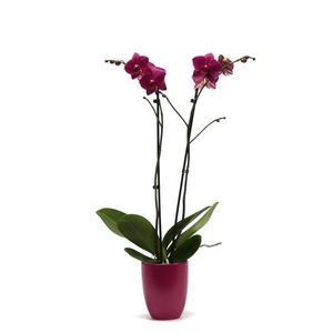 Hugo Cyclame Phal Paars 2T14+