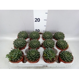Echeveria   ...