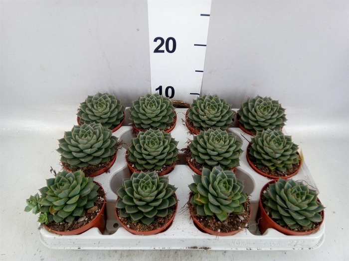 <h4>Echeveria   ...</h4>