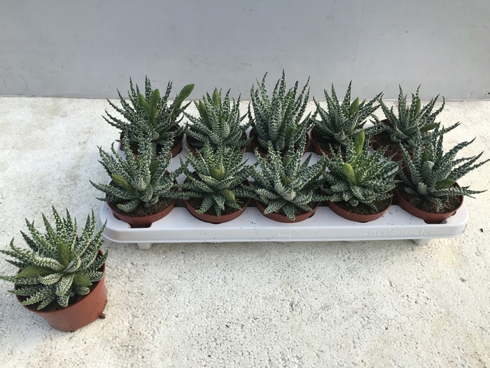 <h4>ALOE HUMILIS</h4>