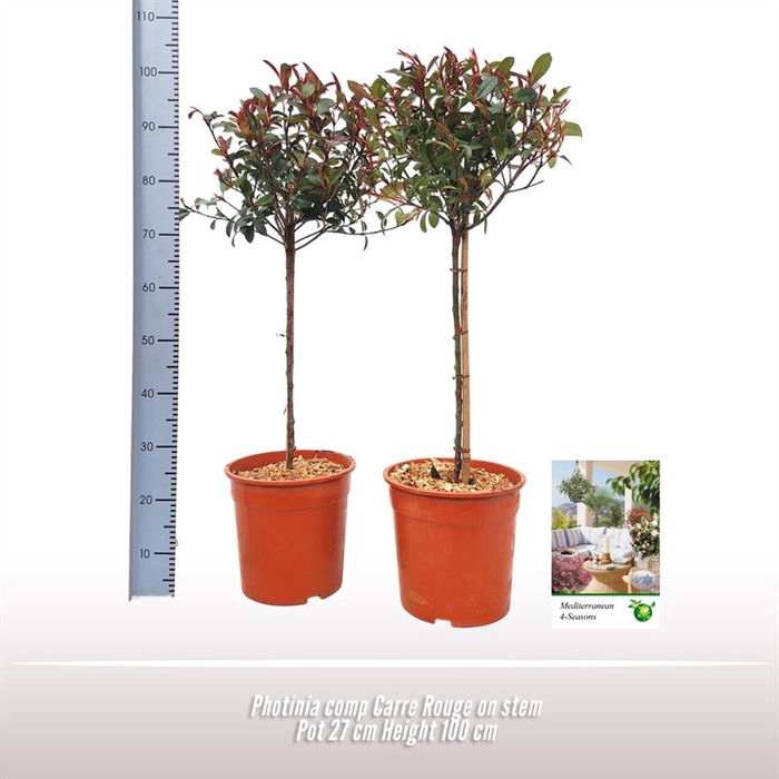 <h4>Photinia Comp. Carre Rouge op stam</h4>