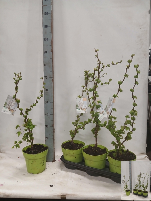 <h4>CORYLUS A CONTORTA</h4>