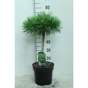 Pinus densiflora 'Low Glow' op stam P24 potgedrukt