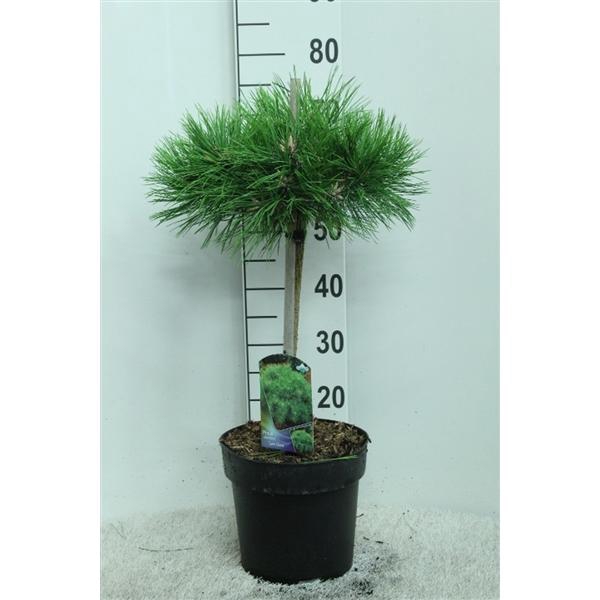 <h4>Pinus densiflora 'Low Glow' op stam P24 potgedrukt</h4>