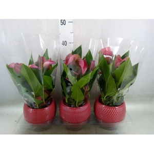 Anthurium andr. 'Pure Purple'
