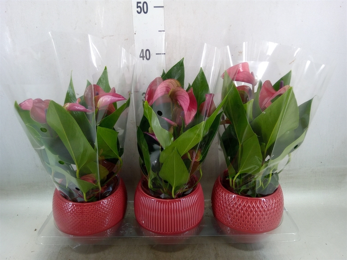 <h4>Anthurium andr. 'Pure Purple'</h4>