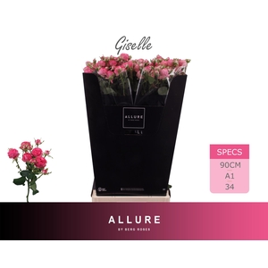 R TR GISELLE ALLURE 90 cm