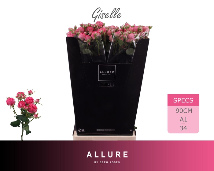 <h4>R TR GISELLE ALLURE 90 cm</h4>