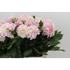 Dahlia Sweet Nathalie