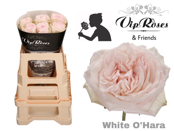 <h4>Rosa la white o'hara</h4>