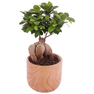 Ficus m. Ginseng Ball Shape Ø12cm in Ø14cm Ceramic NT565