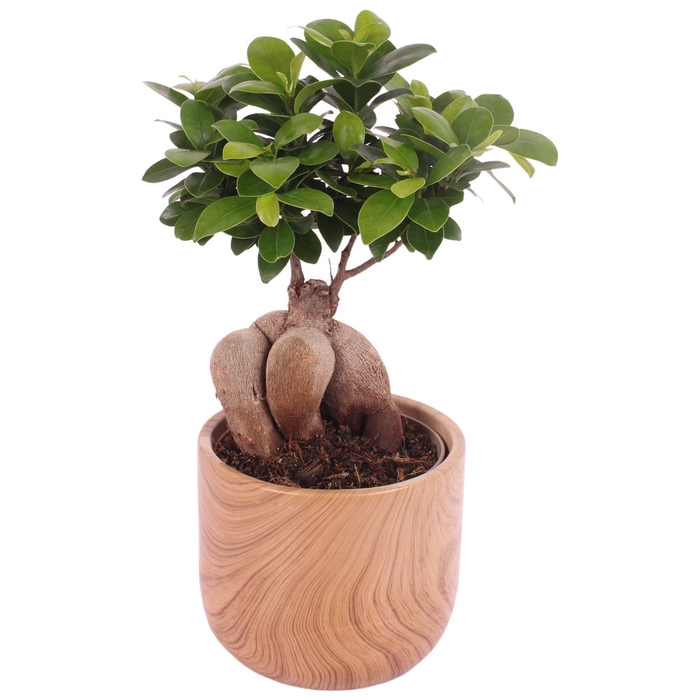 <h4>Ficus m. Ginseng Ball Shape Ø12cm in Ø14cm Ceramic NT565</h4>