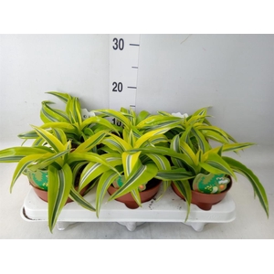 Dracaena frag. 'Lemon Surprise'