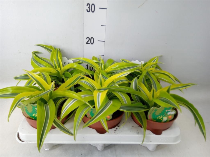 <h4>Dracaena frag. 'Lemon Surprise'</h4>