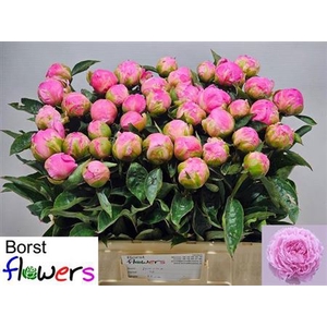 Paeonia Lactiflora Grp 'Jacorma'