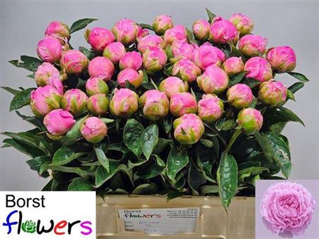 Paeonia Lactiflora Grp 'Jacorma'