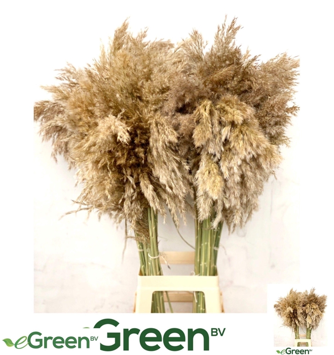 <h4>CORTADERIA OV</h4>