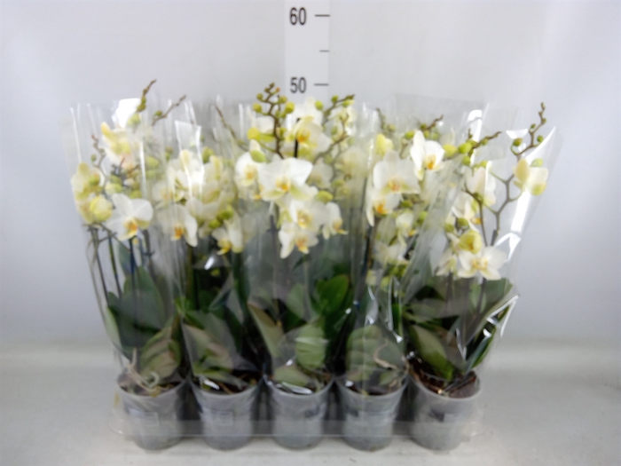 <h4>Phalaenopsis multi. 'Ant Lausanne'</h4>